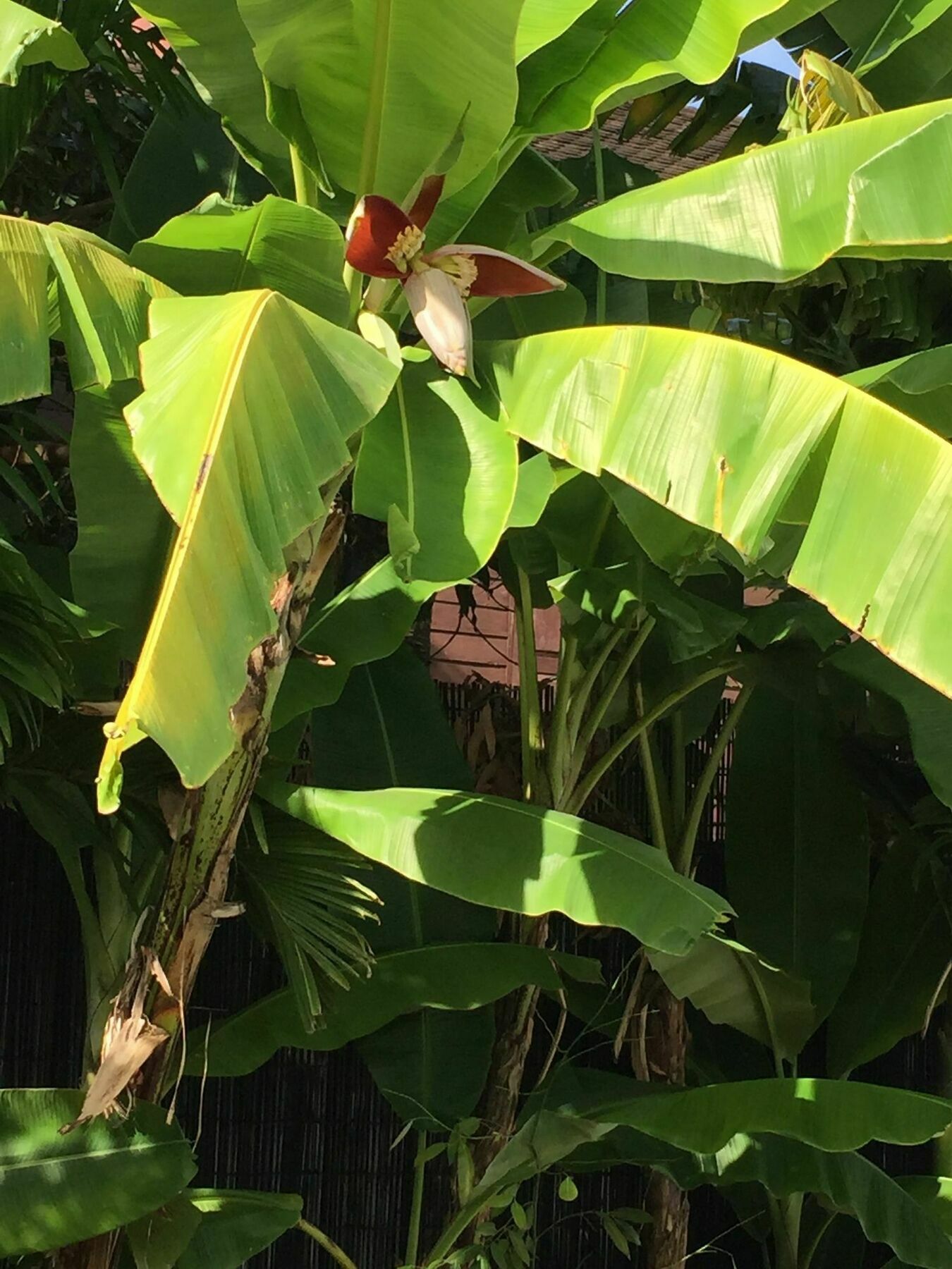 Sam So Boutique Villa Siem Reap Buitenkant foto